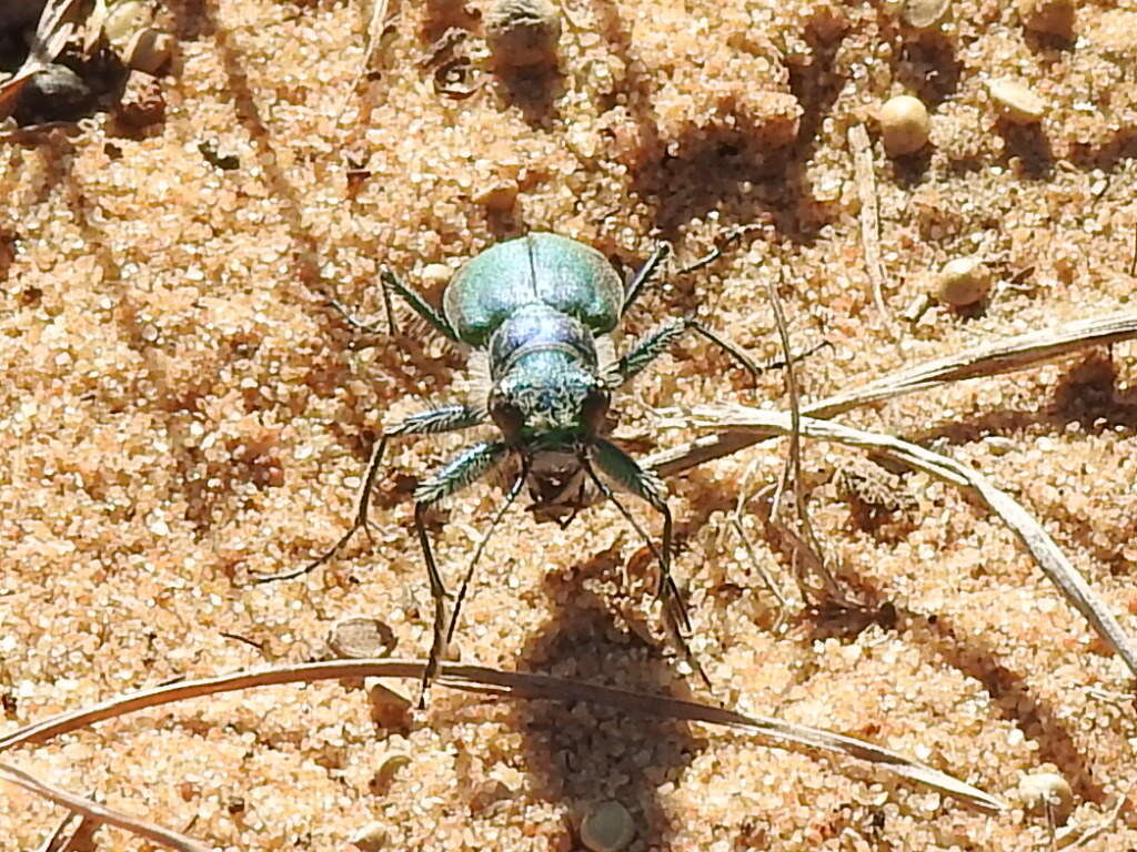 Image of Cicindela (Cicindela) scutellaris flavoviridis Vaurie 1950