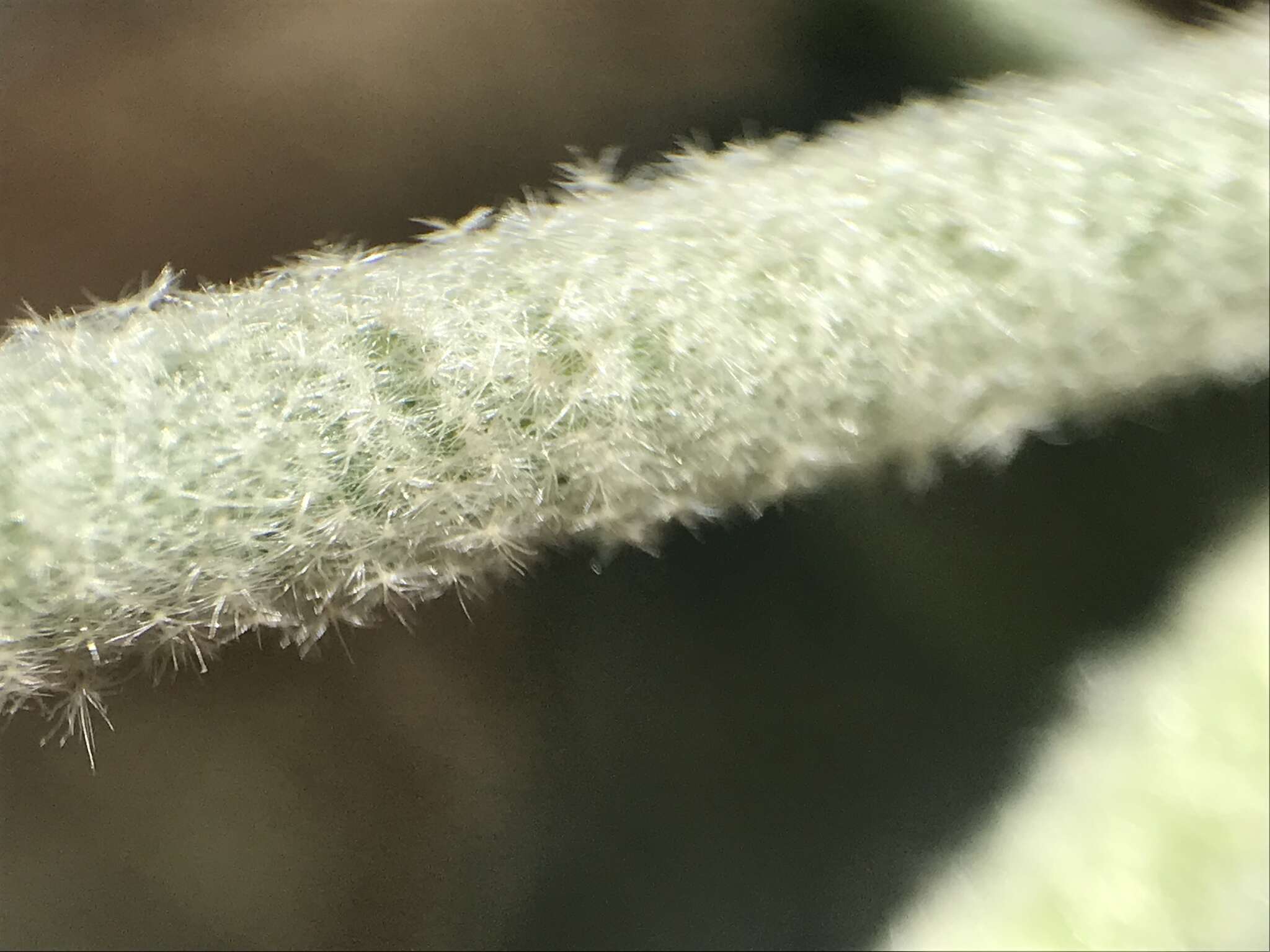 Image of San Clemente Island bushmallow