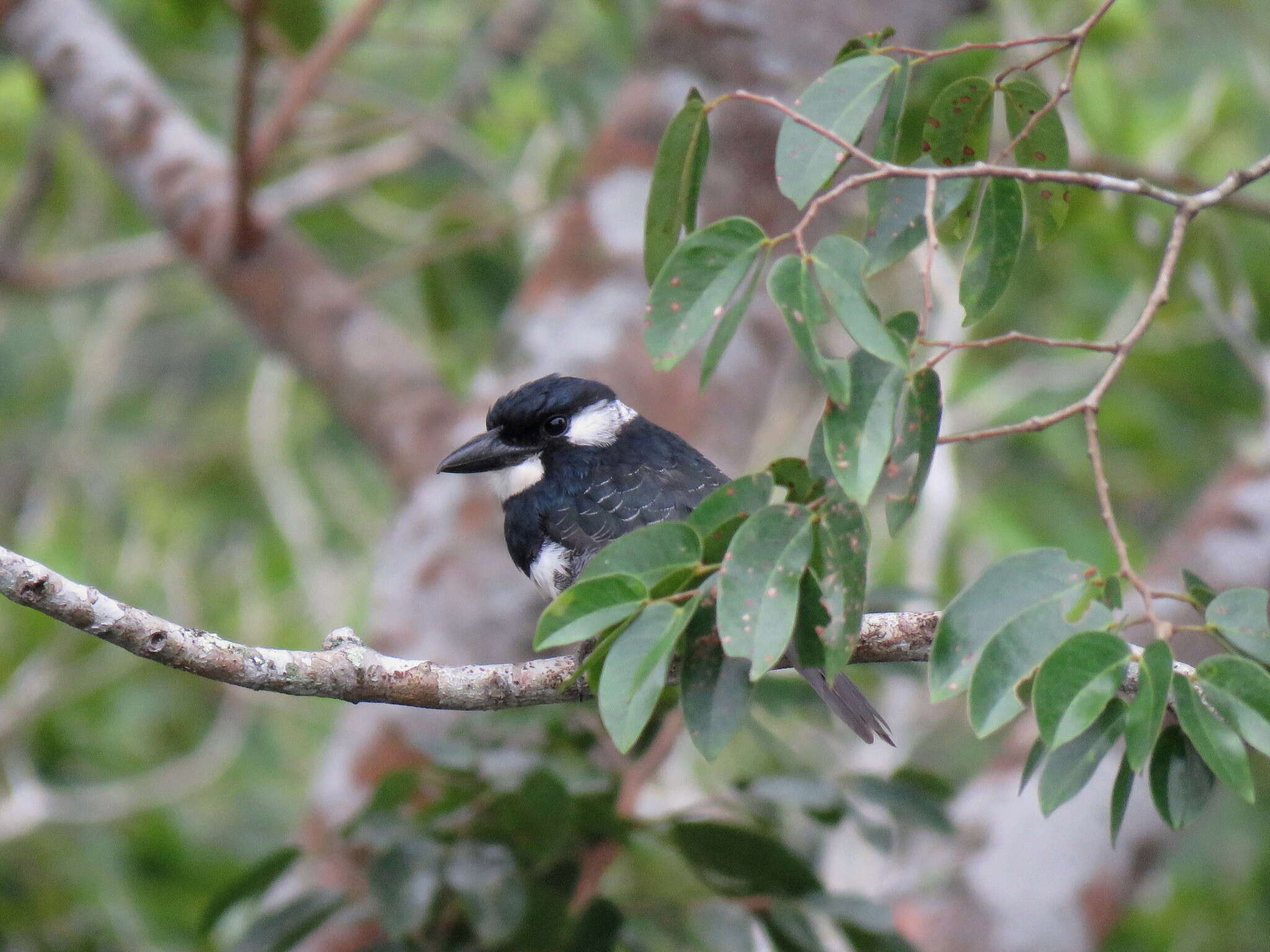 Image of Black-breasted Puffbird