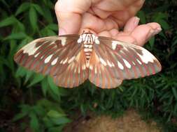 Image of Citheronia splendens sinaloensis Hoffmann 1942