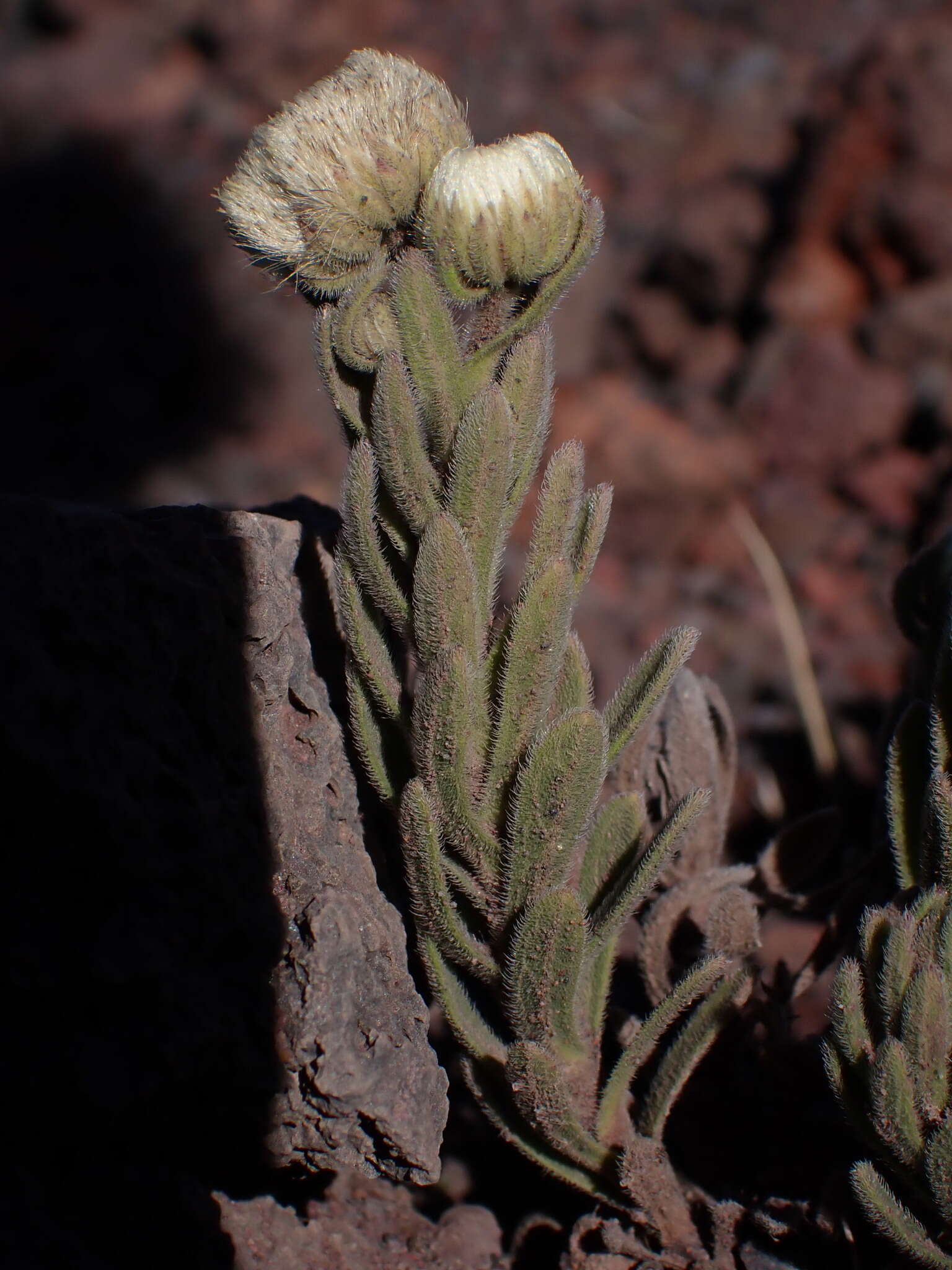 Image of Psiadia argentea (Lam.) Cordem.