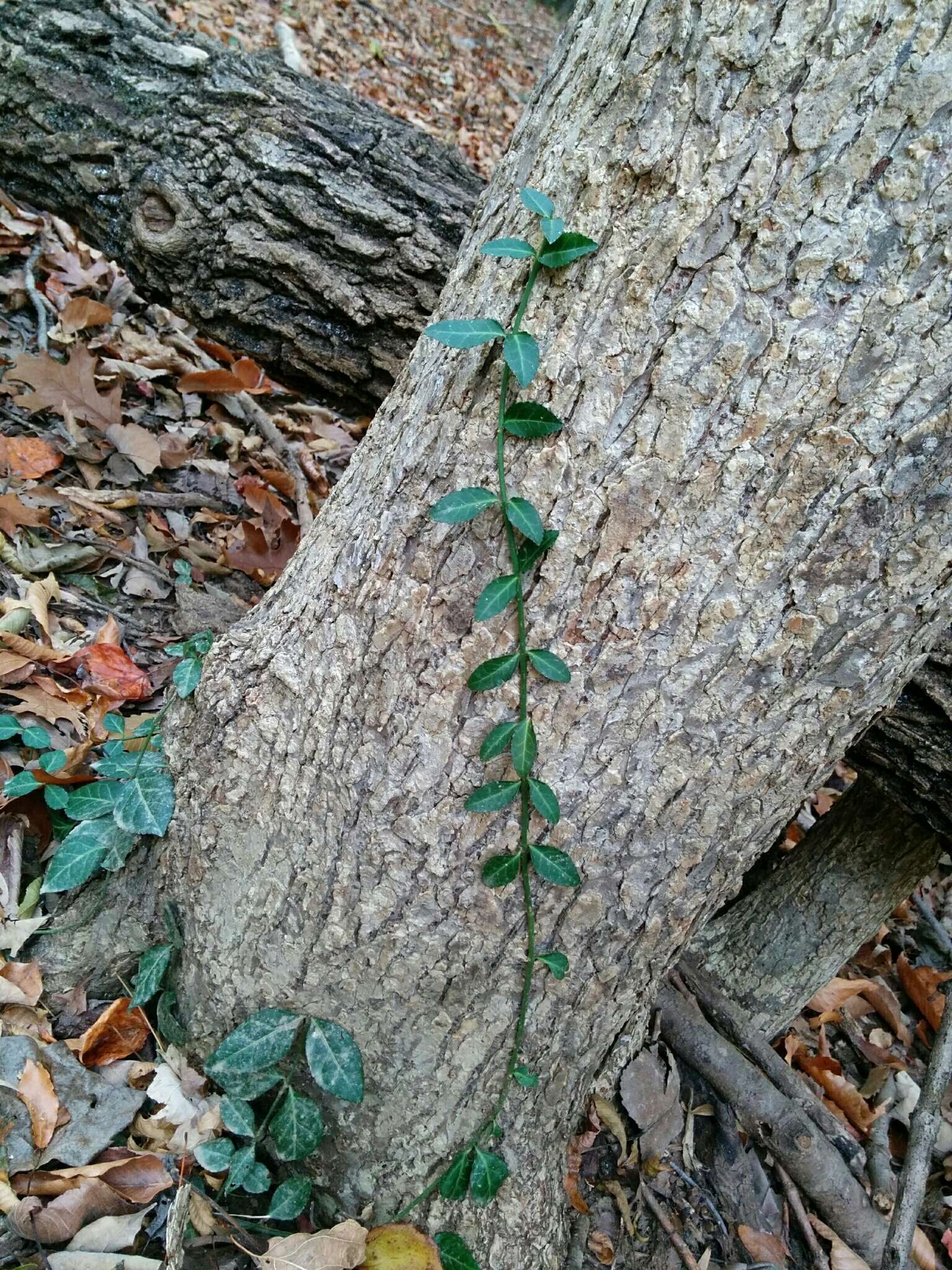 Image of Fortune's Spindle