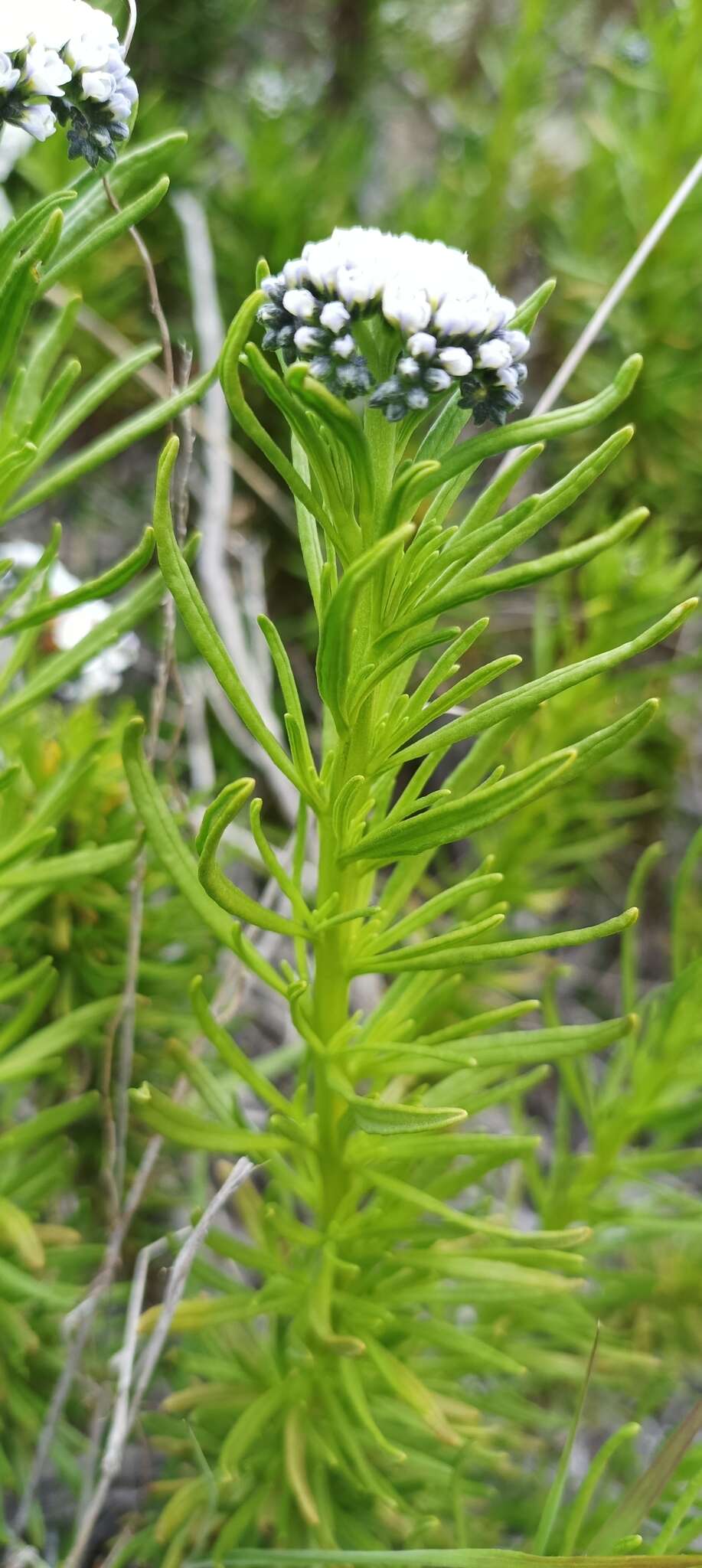 Image de Heliotropium stenophyllum Hook. & Arn.