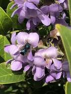 Image of Blueberry bee