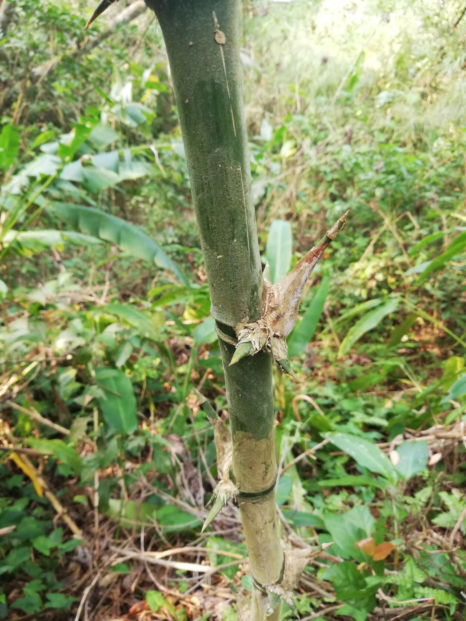 Image of American long-leaved bamboo