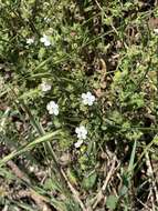 Hackelia californica (A. Gray) I. M. Johnst. resmi