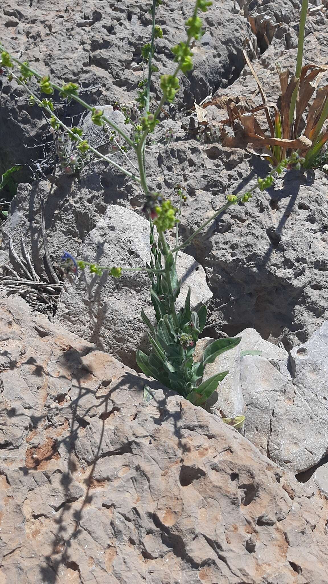 Imagem de Cynoglossum montanum L.