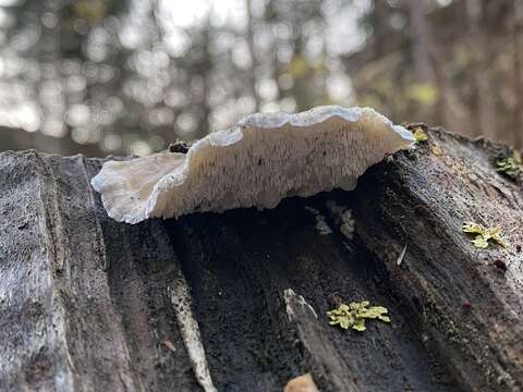 Image of Osteina undosa (Peck) Zmitr.