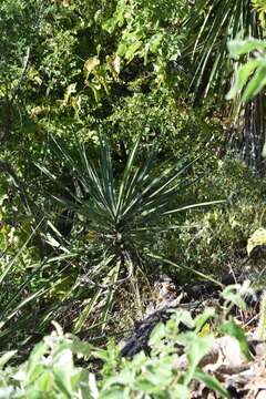 Image of Yucca capensis L. W. Lenz