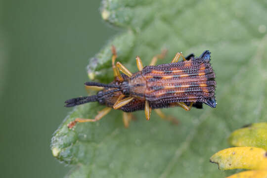 Image of Probaenia grayi (Baly 1865)