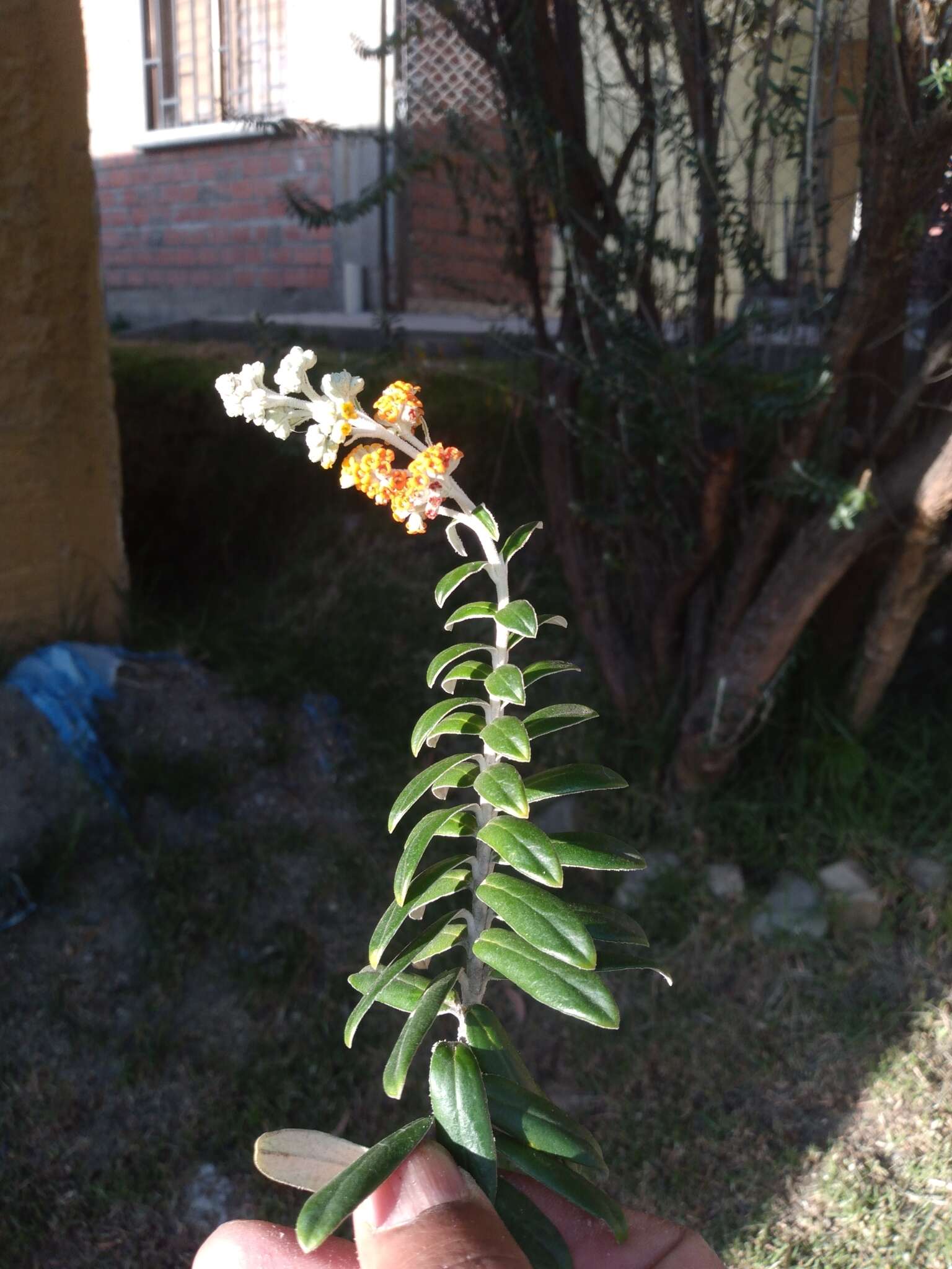 Buddleja coriacea Remy resmi