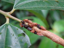 Image of Erechtia nigrovittata Fairmaire