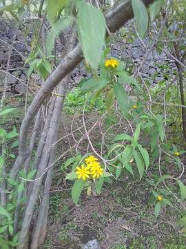 Image of Verbesina persicifolia DC.