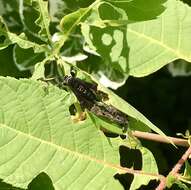 Image of Virginia Creeper Clearwing