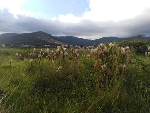 Plancia ëd Andropogon bicornis L.