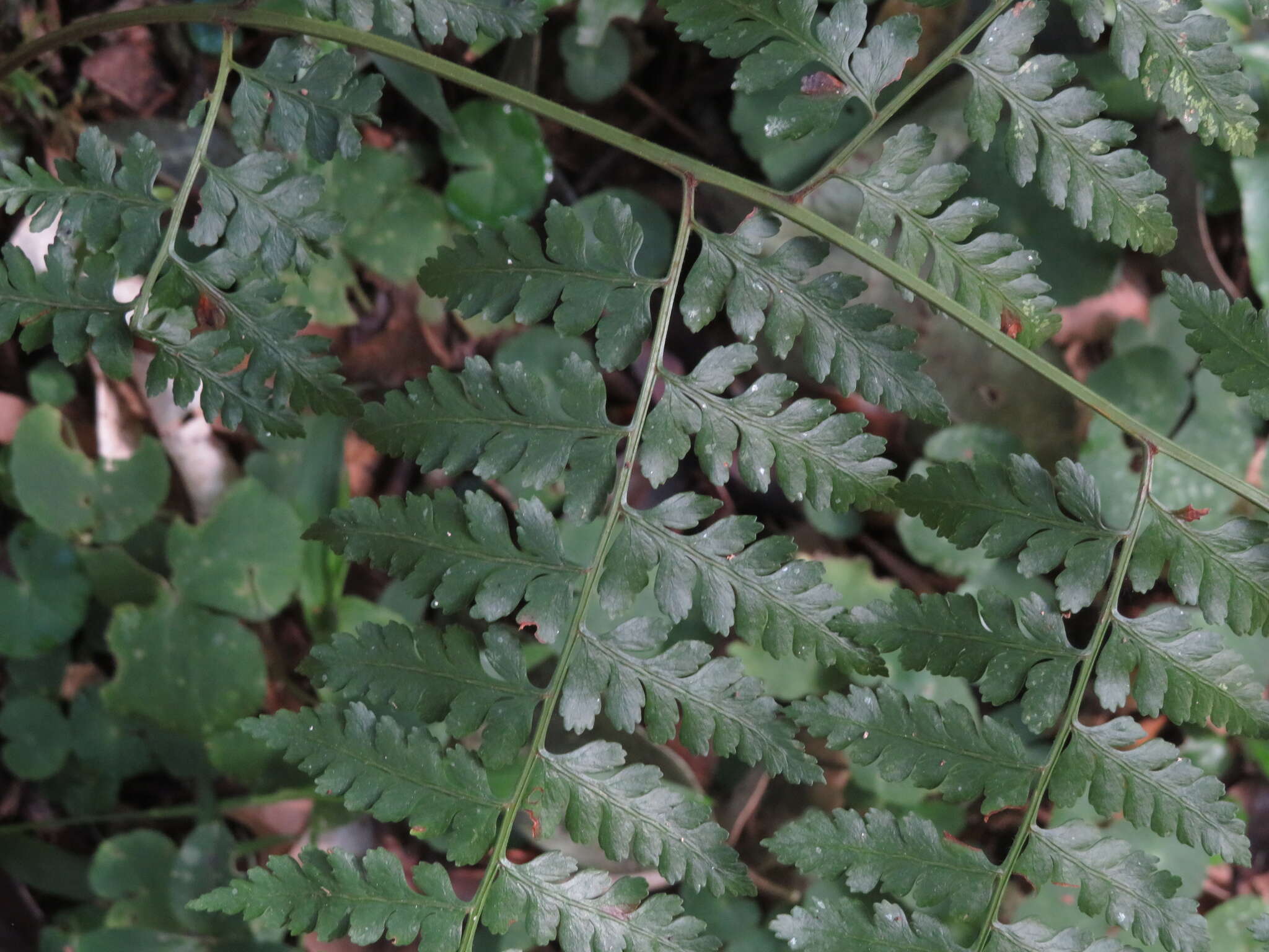 Image of southern hayscented fern