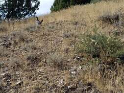 Image of Dusky Grouse