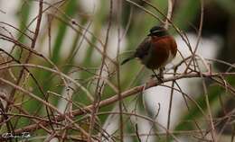 Image of Black-and-rufous Warbling Finch