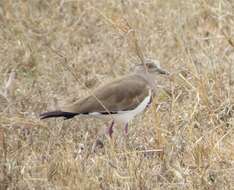 Image of Black-winged Lapwing