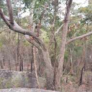 Image of Eucalyptus umbra F. Müll. ex R. T. Baker