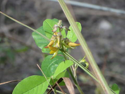 Image of smooth rattlebox