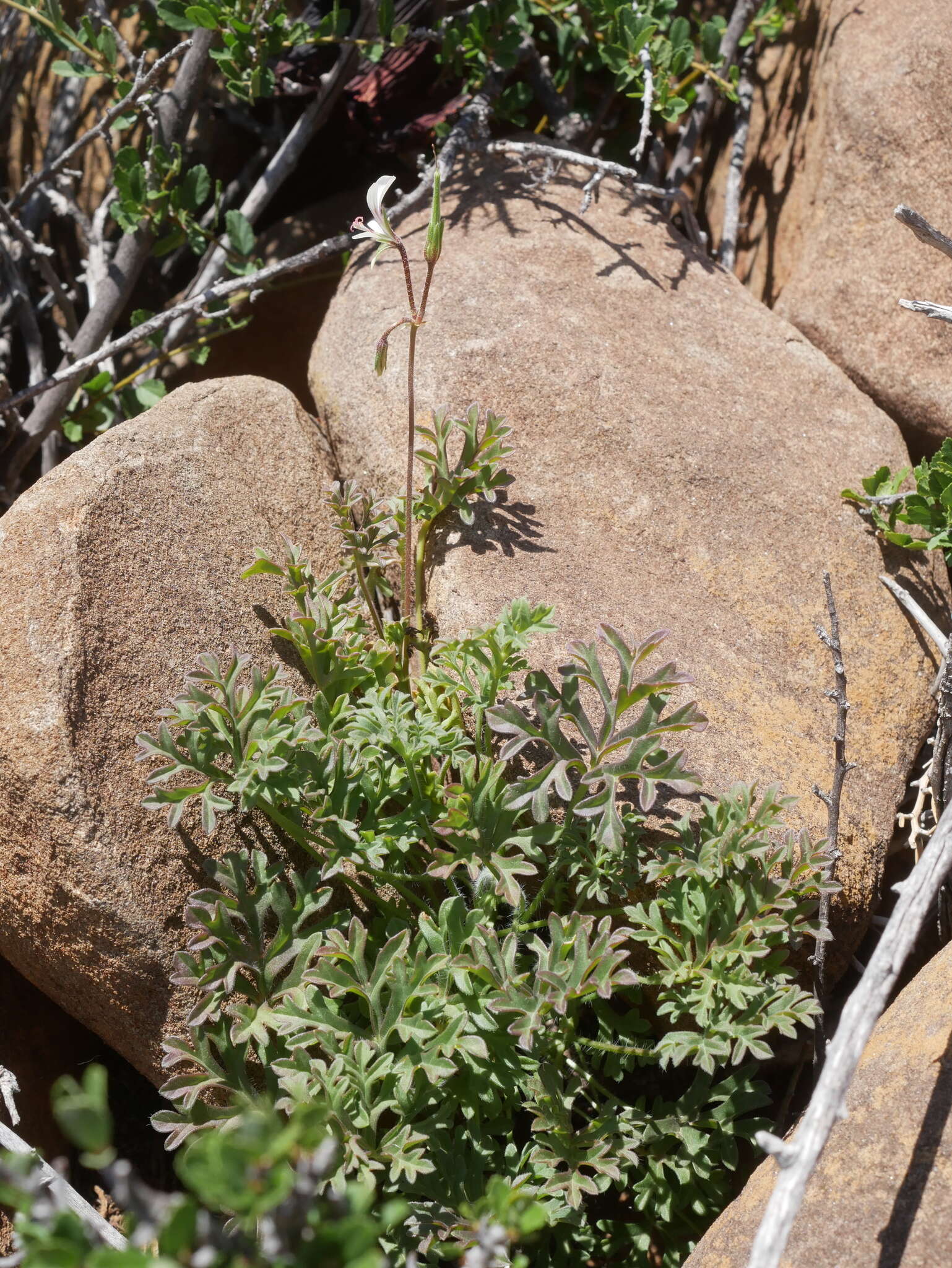 Image of Pelargonium exhibens P. Vorster