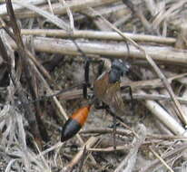 Image of Podalonia tydei suspiciosa (F. Smith 1856)