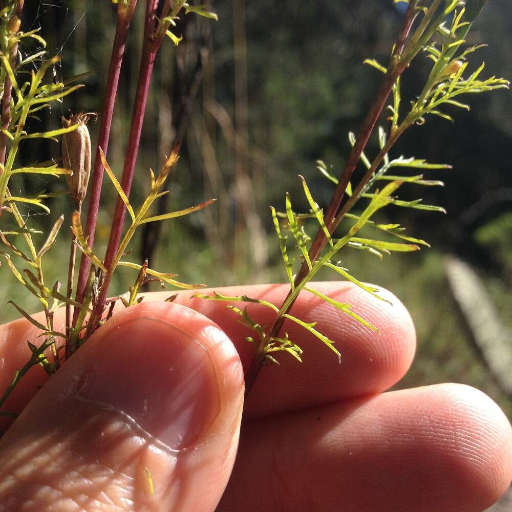 Tagetes coronopifolia Willd. resmi