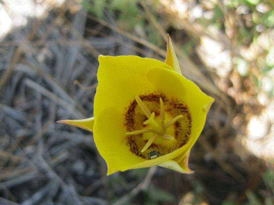 Image of goldenbowl mariposa lily