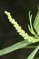 Image of Sapium haematospermum Müll. Arg.