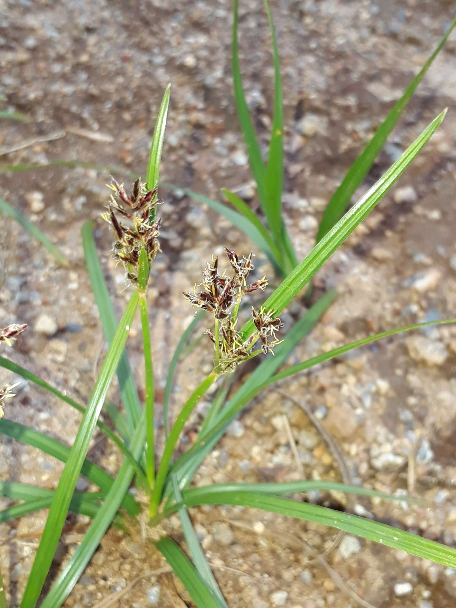 Image of <i>Cyperus <i>rotundus</i></i> f. rotundus