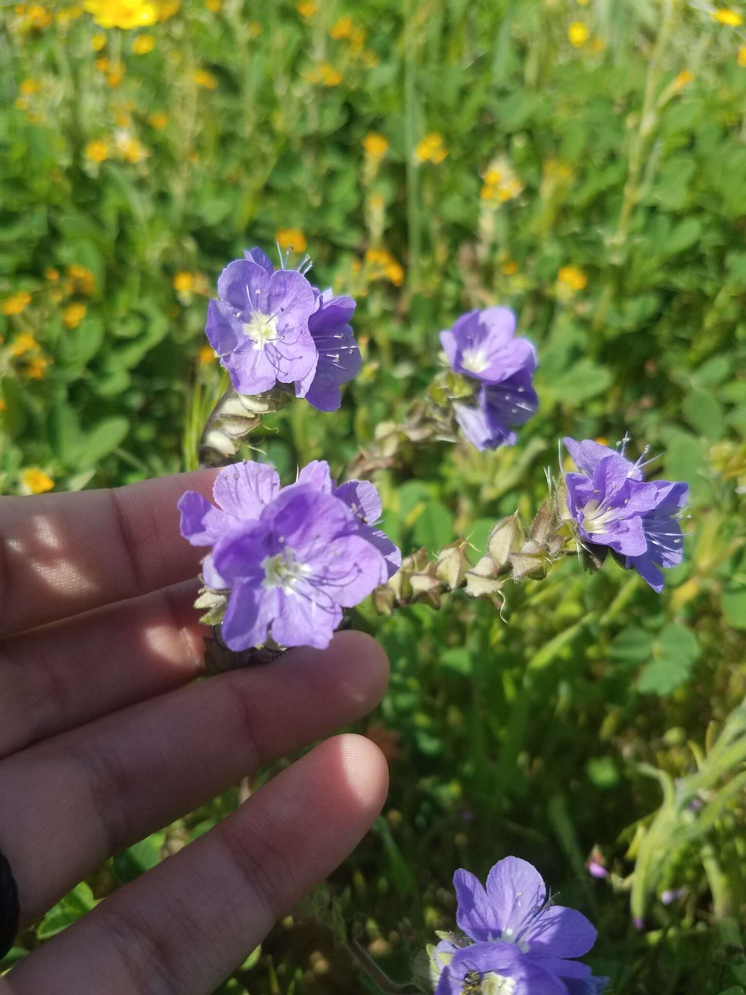 Phacelia ciliata Benth.的圖片