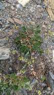 Image de Potentilla jepsonii var. kluanensis