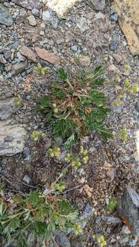 Image of Potentilla jepsonii var. kluanensis