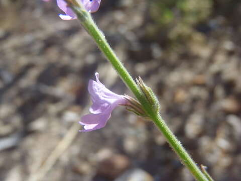 Image of hillside vervain