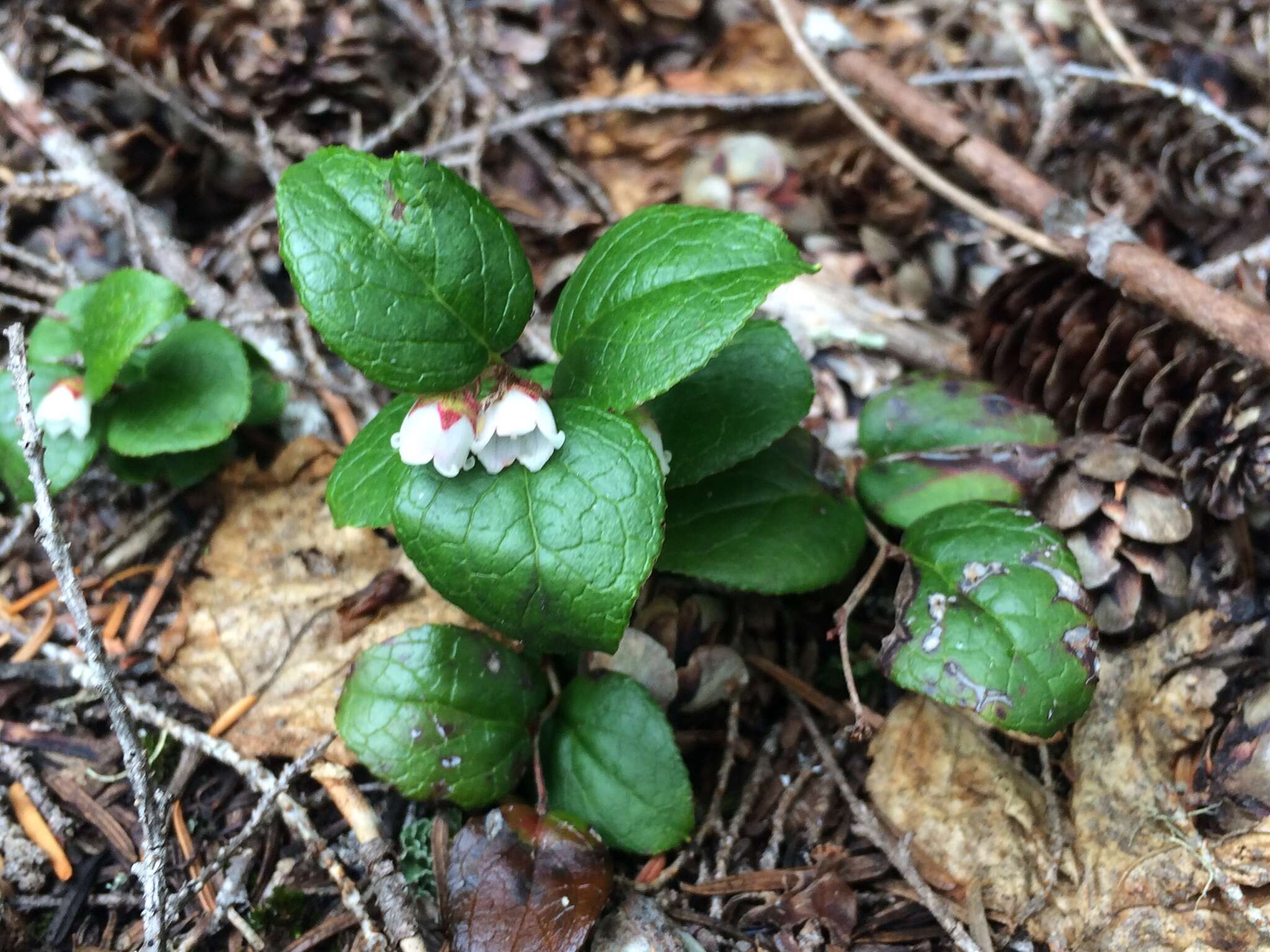 Image of Western Teaberry