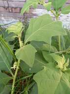 Image of Jamaican Nightshade