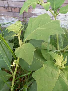 Image of Jamaican Nightshade