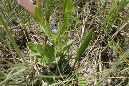 Image of purpleflower pinkroot