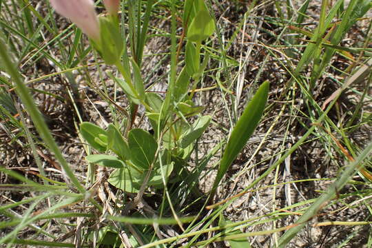 Image of purpleflower pinkroot