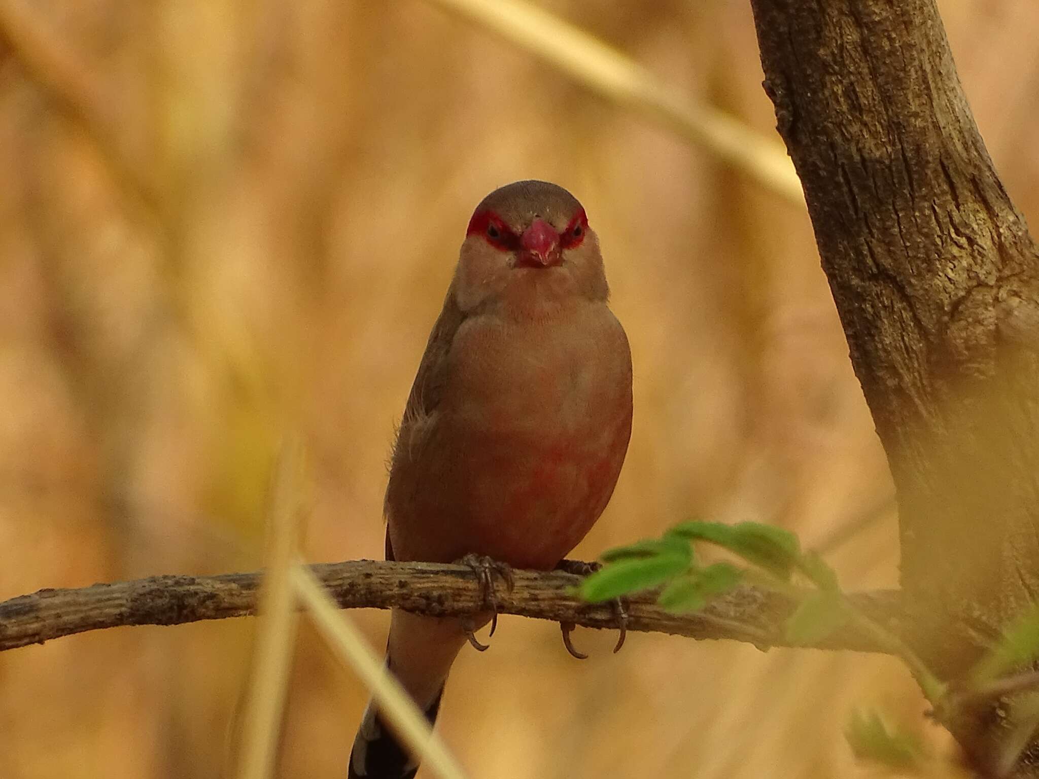 Image of Black-rumped Waxbill