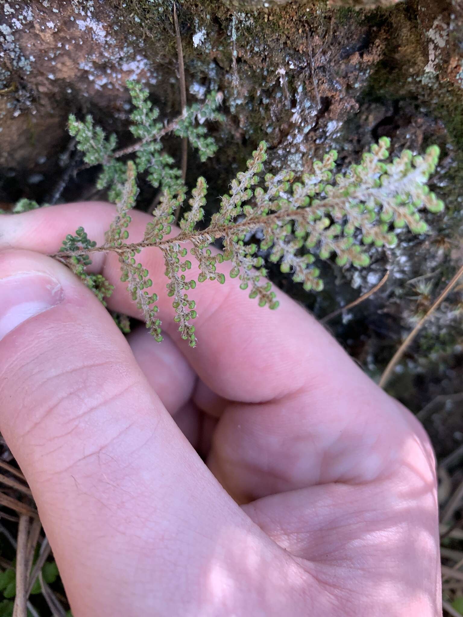 Image of coastal lipfern