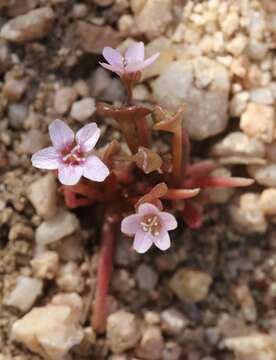 Image of streambank springbeauty