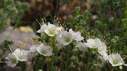 Phacelia crenulata var. ambigua (M. E. Jones) J. F. Macbr.的圖片