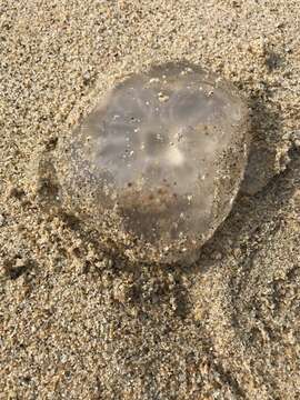 Image of Pacific moon jelly