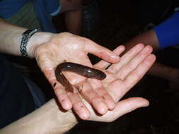 Image of Brown Mudfish