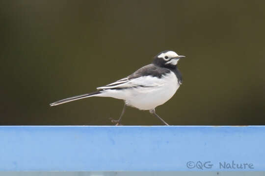 Image of Motacilla alba alboides Hodgson 1836