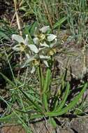 Image of Asclepias oreophila A. Nicholas ex O. M. Hilliard & B. L. Burtt