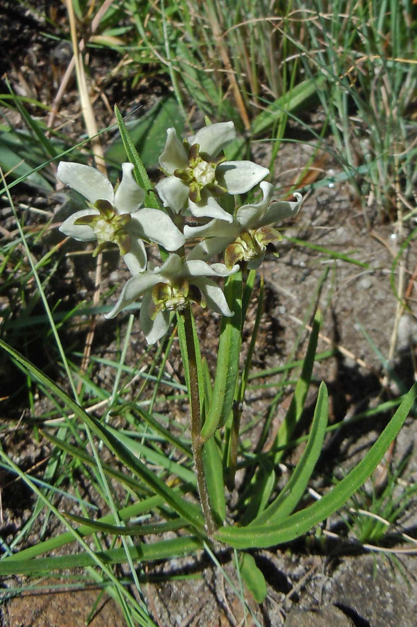 Image of Asclepias oreophila A. Nicholas ex O. M. Hilliard & B. L. Burtt