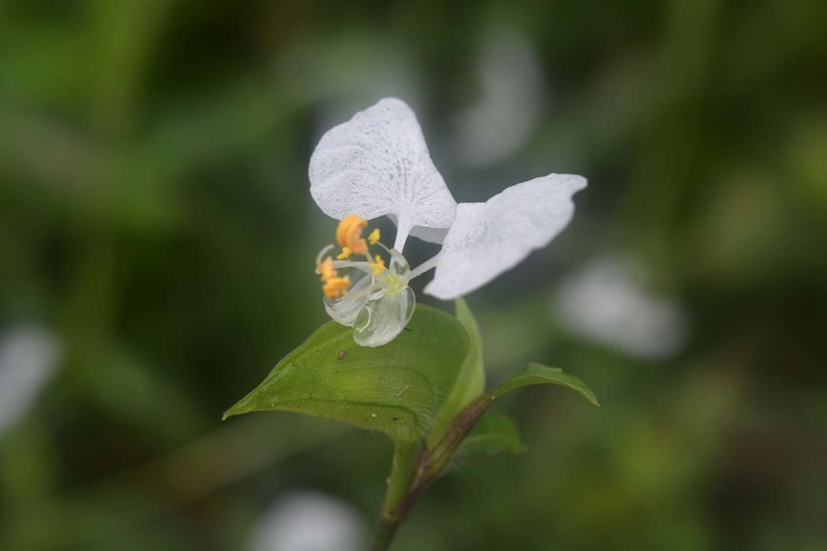 Image de Commelina erecta subsp. erecta